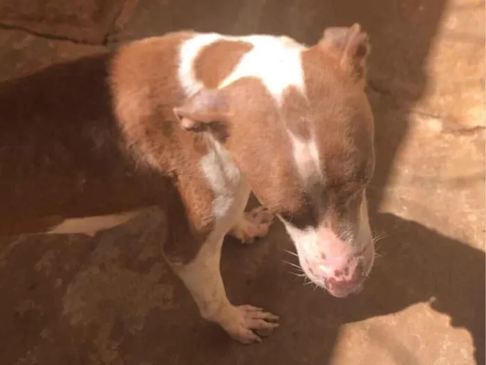 Cachorro raça Pit-Bull idade 1 ano nome Estamos chamando de Princesa 