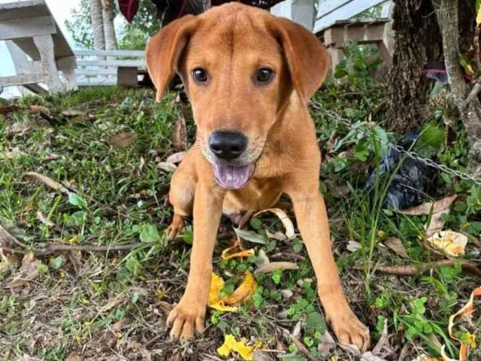 Cachorro raça SRD-ViraLata idade 2 a 6 meses nome A definir