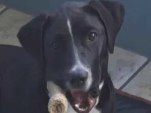 Cachorro raça Pit-Bull idade 7 a 11 meses nome Melissa