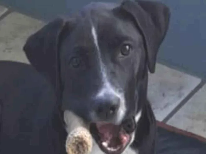 Cachorro raça Pit-Bull idade 7 a 11 meses nome Melissa