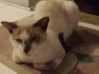 Gato raça Siamês idade 2 anos nome Alex Monte