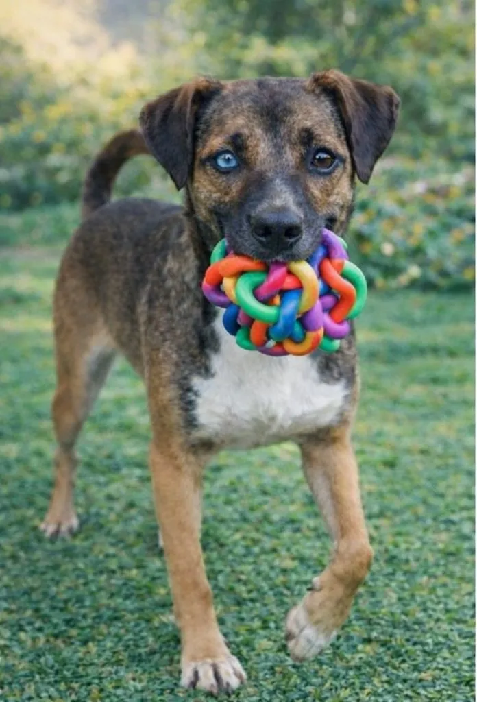 Cachorro raça SRD-ViraLata idade 1 ano nome Luna