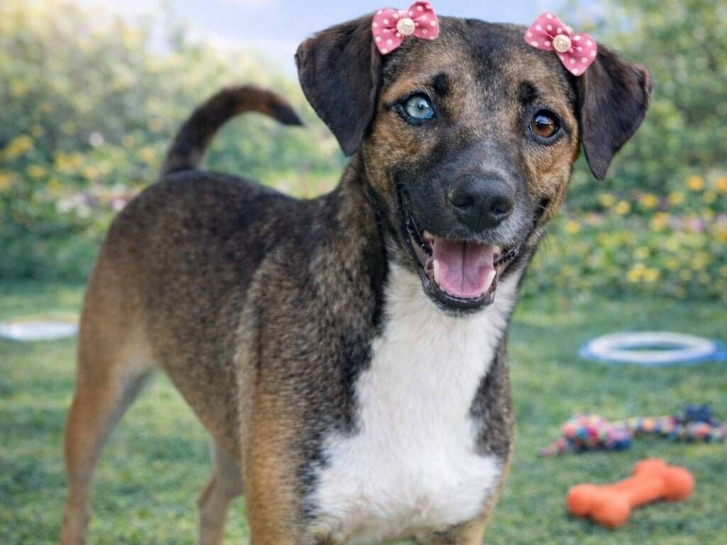 Cachorro raça SRD-ViraLata idade 1 ano nome Luna