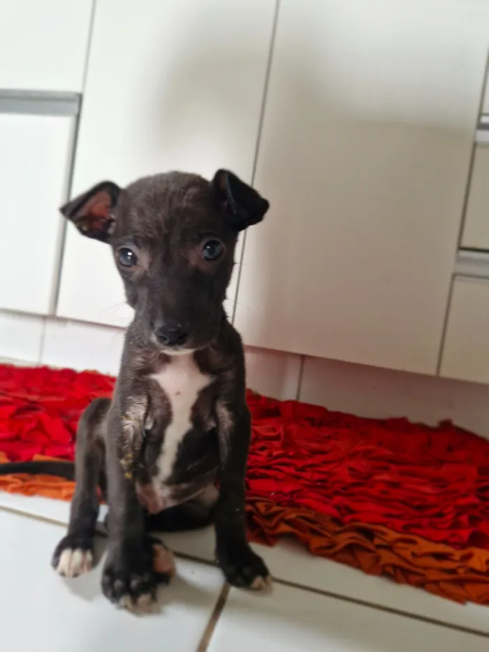 Cachorro raça SRD-ViraLata idade Abaixo de 2 meses nome Neguinho