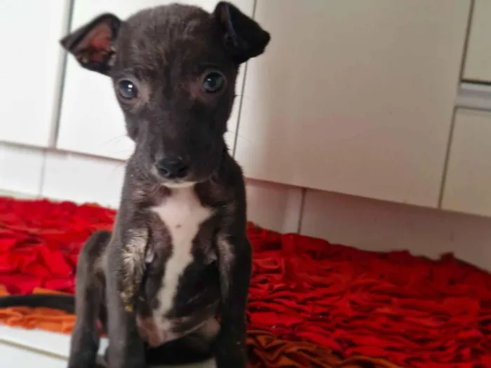 Cachorro raça SRD-ViraLata idade Abaixo de 2 meses nome Neguinho