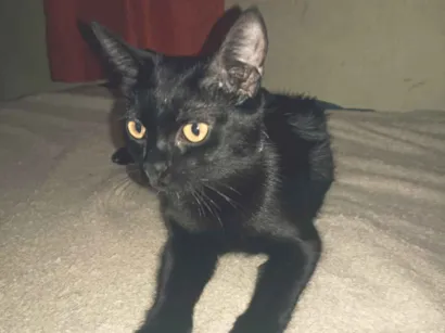 Gato raça SRD-ViraLata idade 7 a 11 meses nome Morena