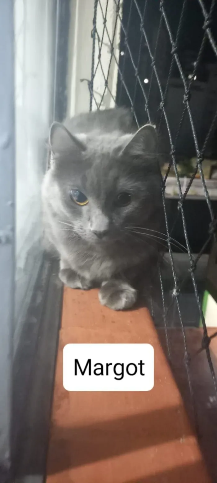 Gato raça SRD-ViraLata idade 2 anos nome Margot