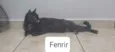 Fenrir