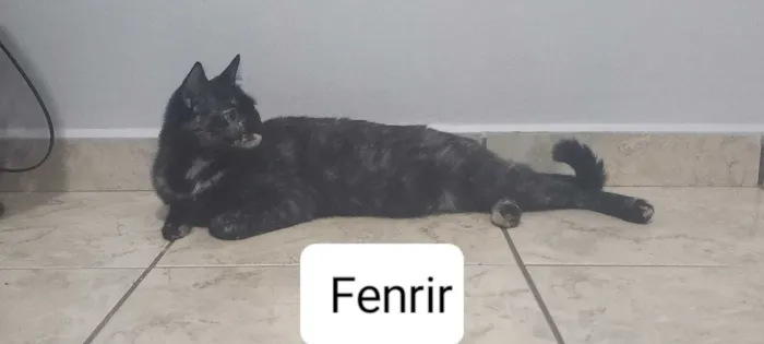 Gato raça SRD-ViraLata idade 4 anos nome Fenrir