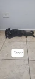 Fenrir