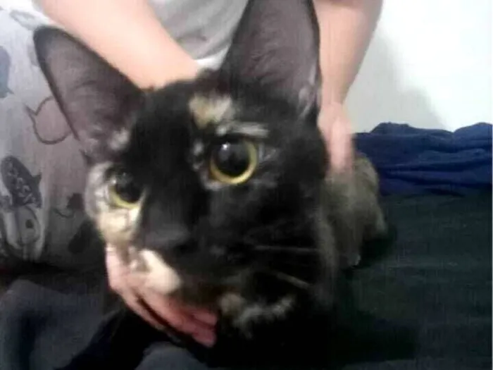 Gato raça SRD-ViraLata idade 4 anos nome Fenrir