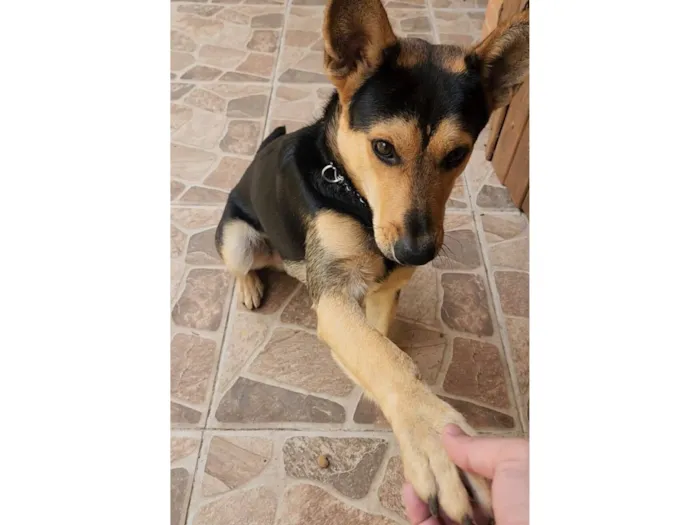 Cachorro raça SRD-ViraLata idade 7 a 11 meses nome Eros