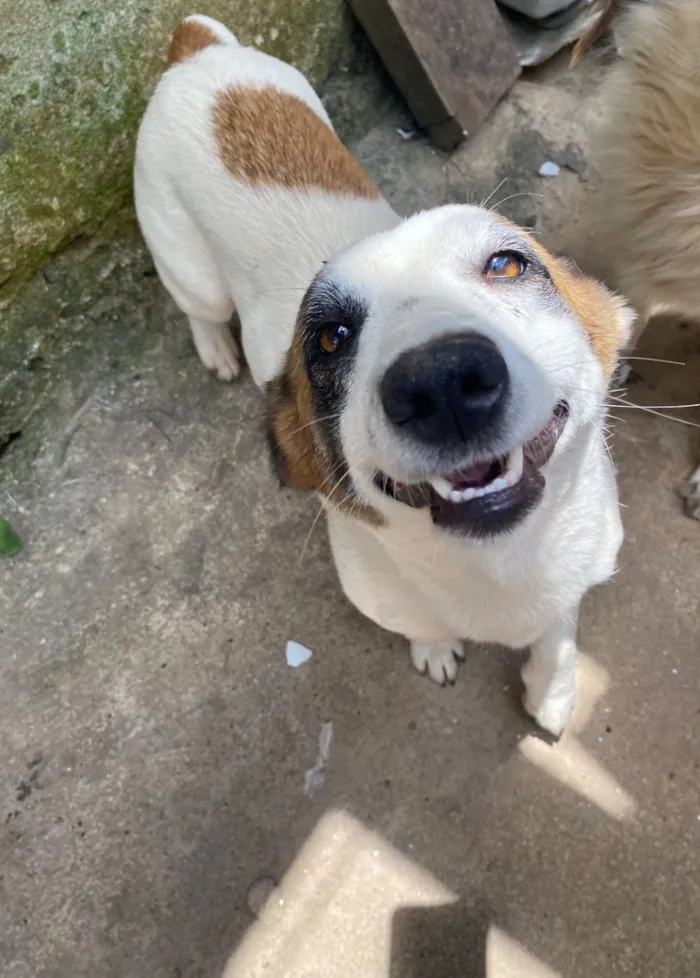 Cachorro raça SRD-ViraLata idade 2 anos nome Cristal 