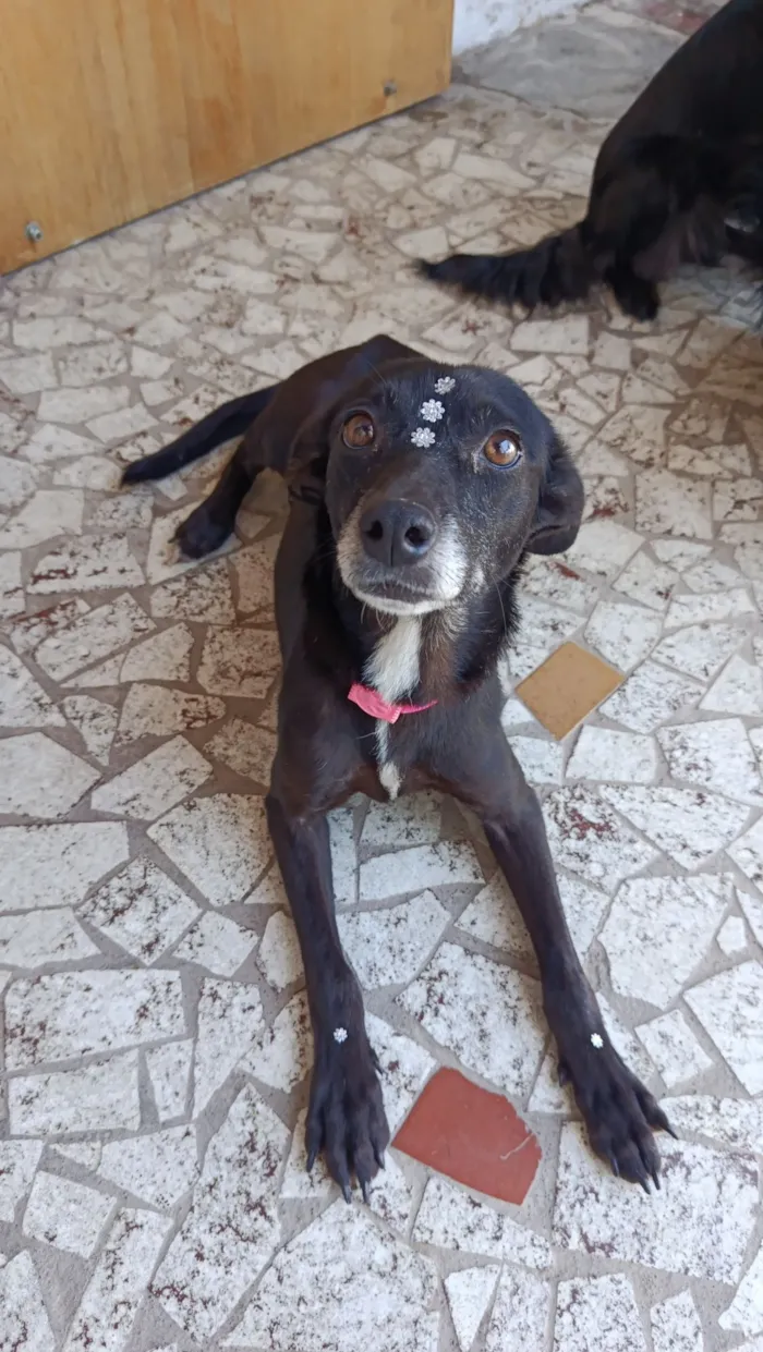 Cachorro raça SRD-ViraLata idade 4 anos nome Gamora