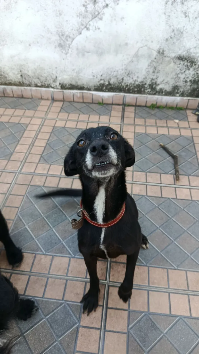 Cachorro raça SRD-ViraLata idade 4 anos nome Gamora