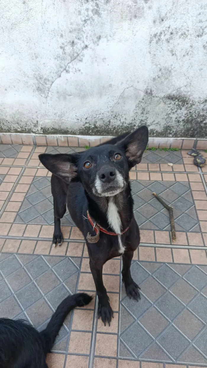 Cachorro raça SRD-ViraLata idade 4 anos nome Gamora