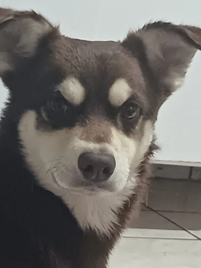 Cachorro raça SRD-ViraLata idade 2 anos nome Bisteca 