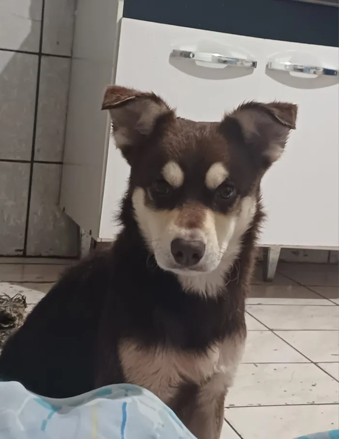 Cachorro raça SRD-ViraLata idade 2 anos nome Bisteca 