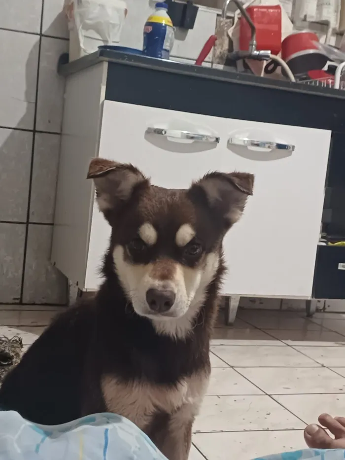 Cachorro raça SRD-ViraLata idade 2 anos nome Bisteca 