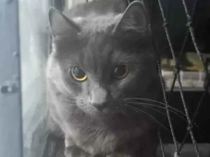 Gato raça SRD-ViraLata idade 2 anos nome Margot