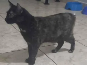 Gato raça SRD-ViraLata idade 4 anos nome Fenrir