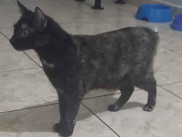 Gato raça SRD-ViraLata idade 4 anos nome Fenrir