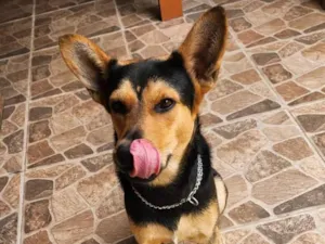 Cachorro raça SRD-ViraLata idade 7 a 11 meses nome Eros