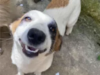 Cachorro raça SRD-ViraLata idade 2 anos nome Cristal 