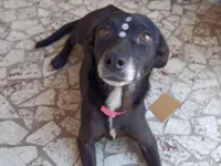 Cachorro raça SRD-ViraLata idade 4 anos nome Gamora