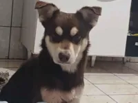 Cachorro raça SRD-ViraLata idade 2 anos nome Bisteca 