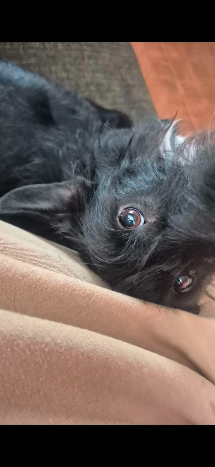 Cachorro raça SRD-ViraLata idade 2 anos nome Zé Bardo