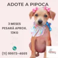 Pipoca