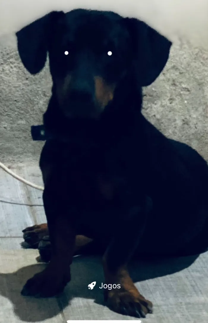 Cachorro raça Basset-Cofap idade 2 anos nome Salsicha 