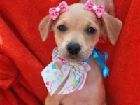 Cachorro raça SRD-ViraLata idade 2 a 6 meses nome Pipoca