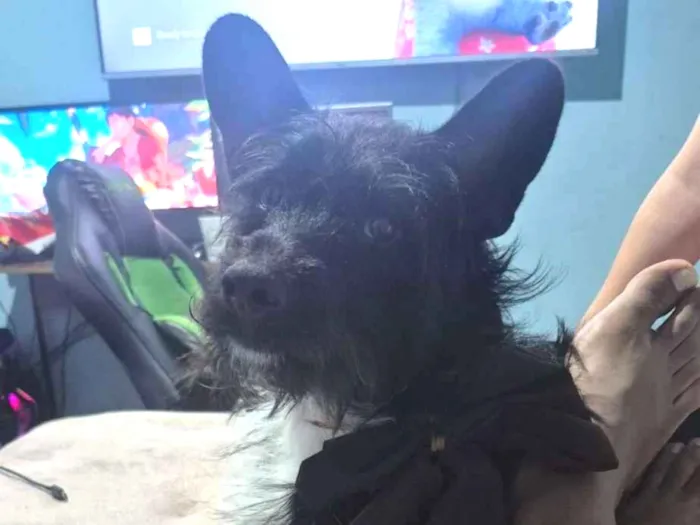 Cachorro raça SRD-ViraLata idade 2 anos nome Zé Bardo