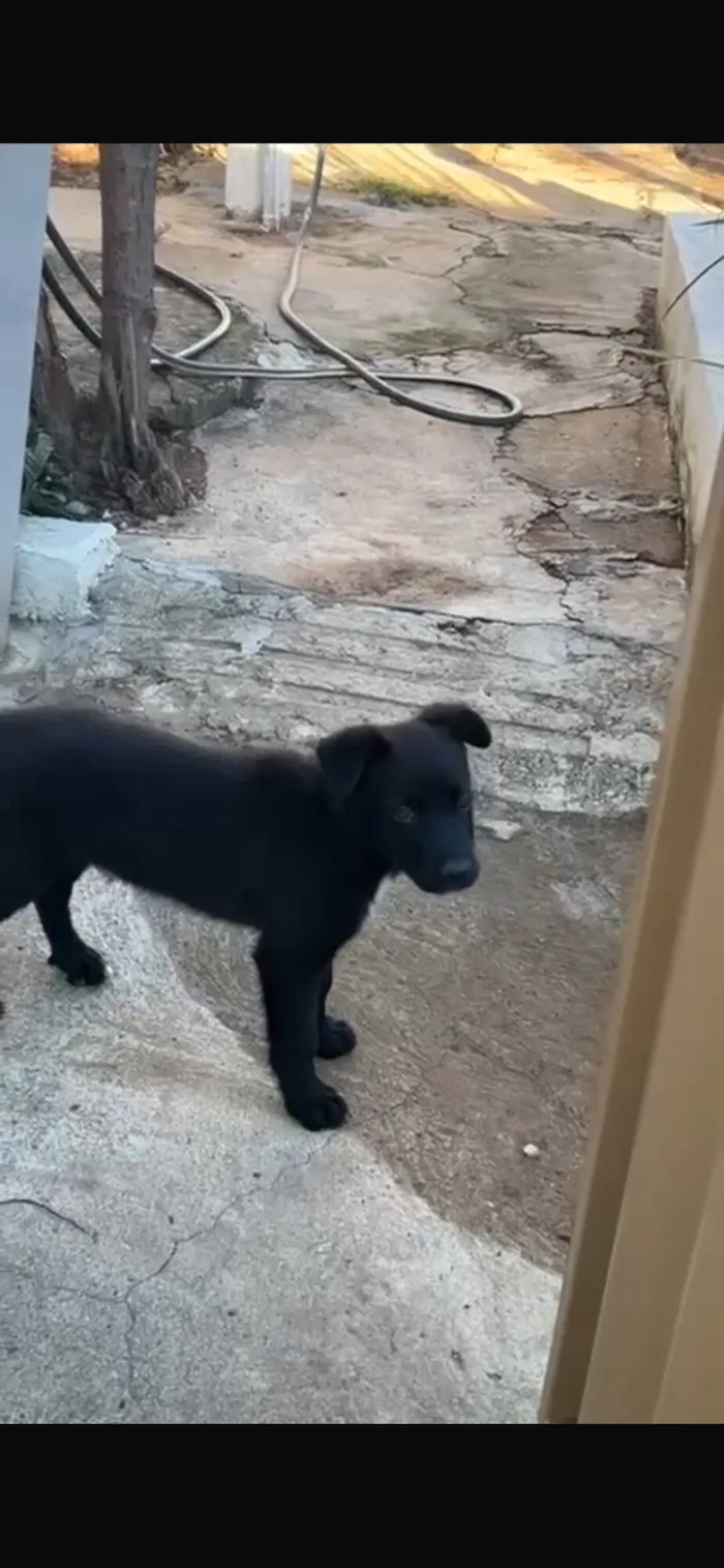 Cachorro raça Pastor Alemão idade 2 a 6 meses nome Blade