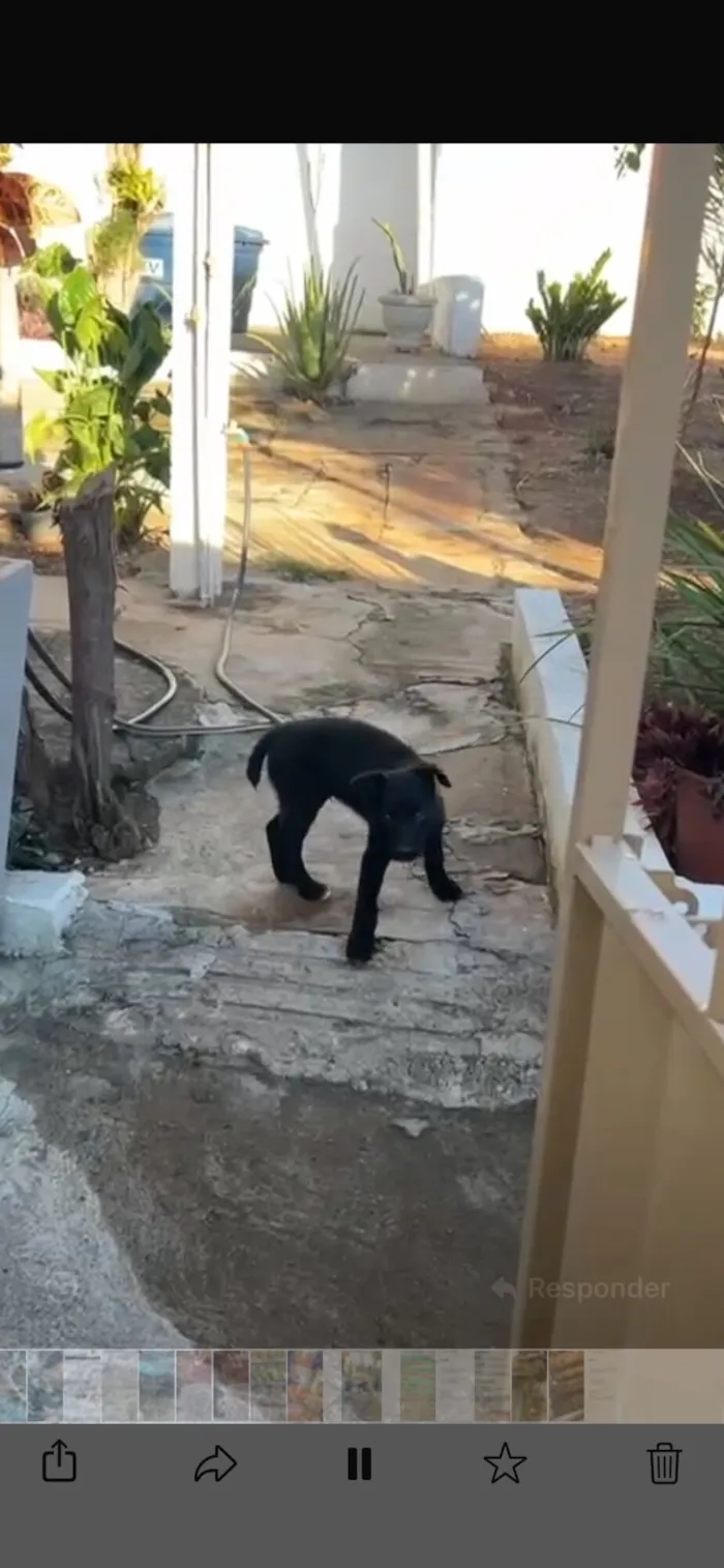 Cachorro raça Pastor Alemão idade 2 a 6 meses nome Blade