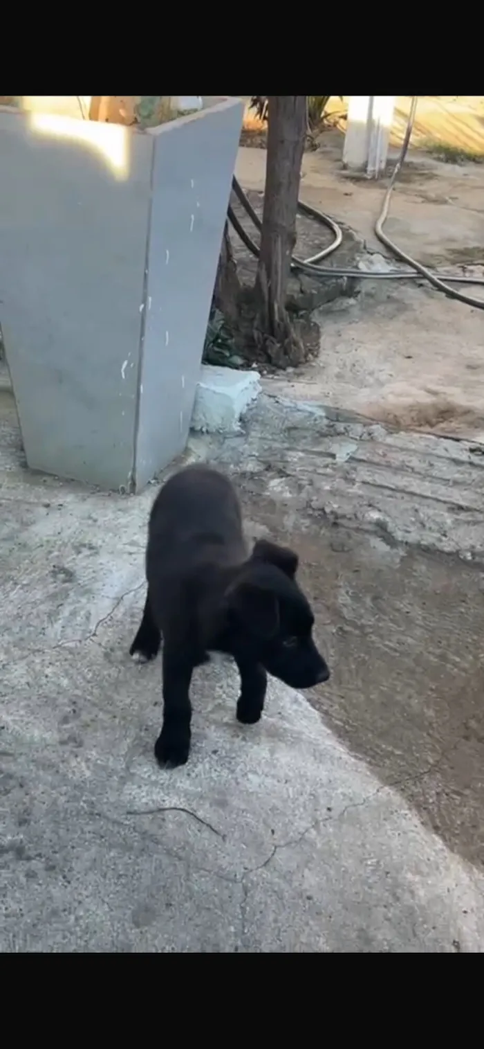 Cachorro raça Pastor Alemão idade 2 a 6 meses nome Blade