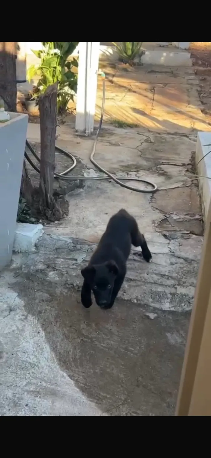 Cachorro raça Pastor Alemão idade 2 a 6 meses nome Blade