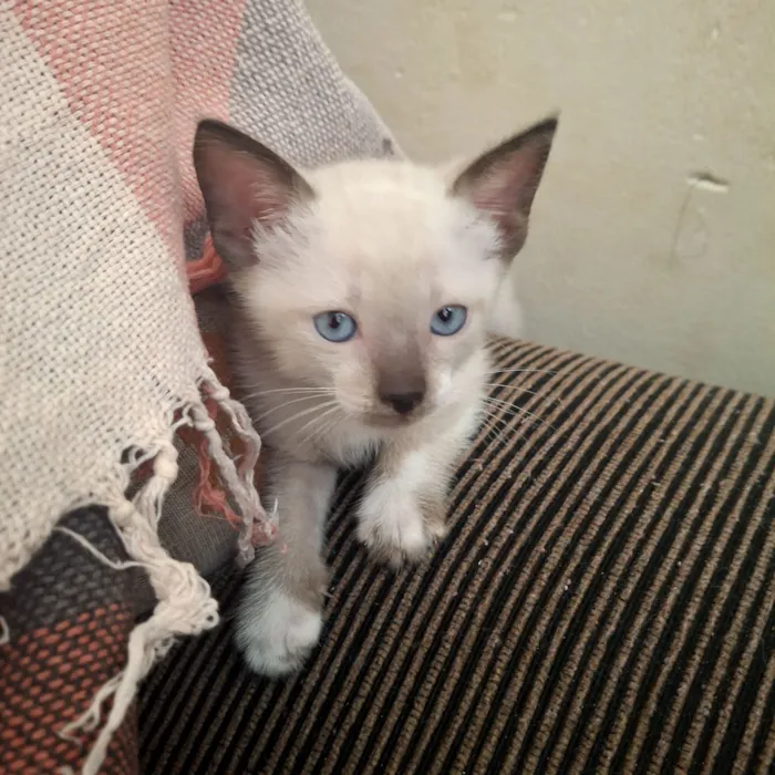 Gato raça SRD-ViraLata idade Abaixo de 2 meses nome Gato 