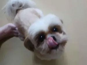 Cachorro raça Shitzu idade 6 ou mais anos nome Bela