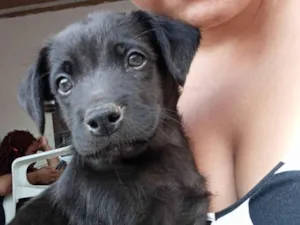 Cachorro raça SRD-ViraLata idade 2 a 6 meses nome Shadow