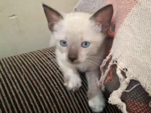 Gato raça SRD-ViraLata idade Abaixo de 2 meses nome Gato 