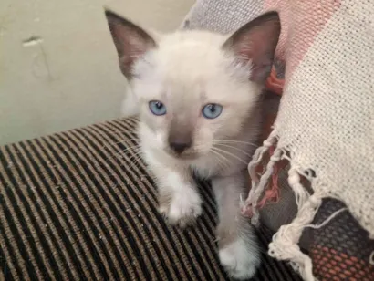 Gato raça SRD-ViraLata idade Abaixo de 2 meses nome Gato 