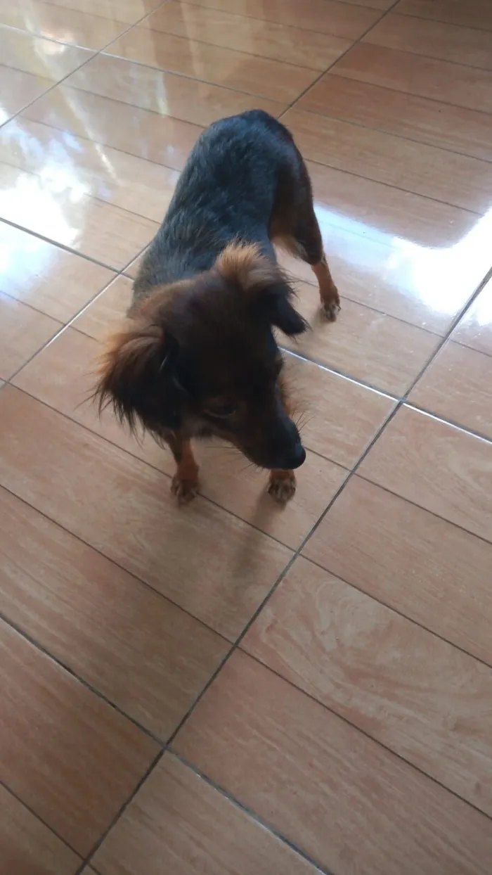 Cachorro raça Yorkshire idade 4 anos nome Mel