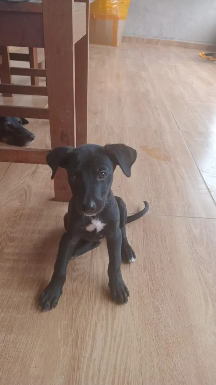 Cachorro raça SRD-ViraLata idade 2 a 6 meses nome sem nome