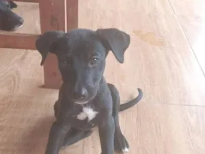 Cachorro raça SRD-ViraLata idade 2 a 6 meses nome sem nome