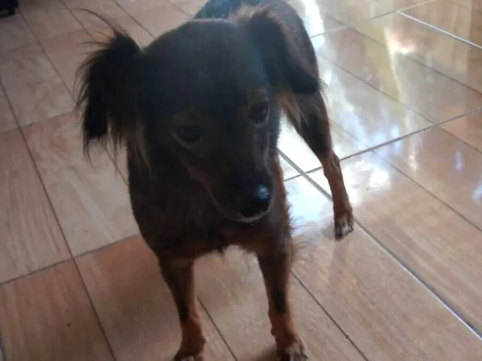 Cachorro raça Yorkshire idade 4 anos nome Mel