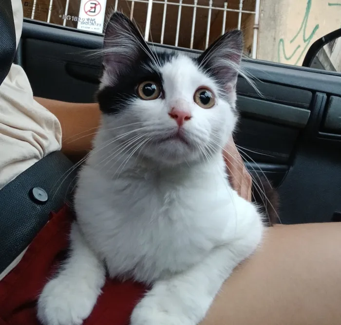 Gato raça SRD-ViraLata idade 2 a 6 meses nome Pan