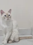 Gato raça Siamês idade 2 anos nome Snow 